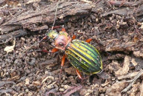 Réf. 276 874 : Carabus auronitens